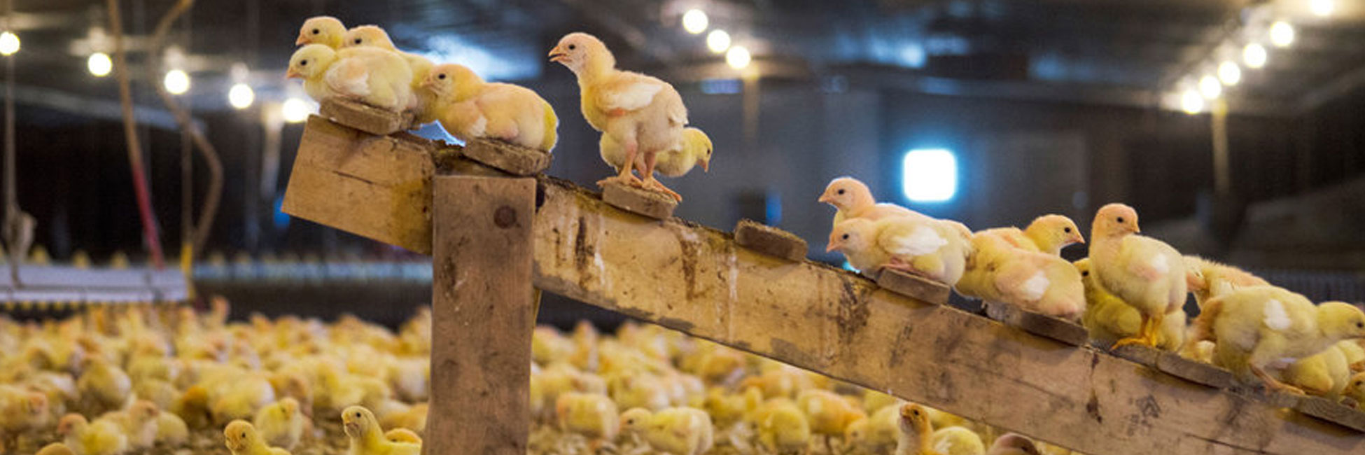 LAXMI POULTRY FARM-hatchery eggs