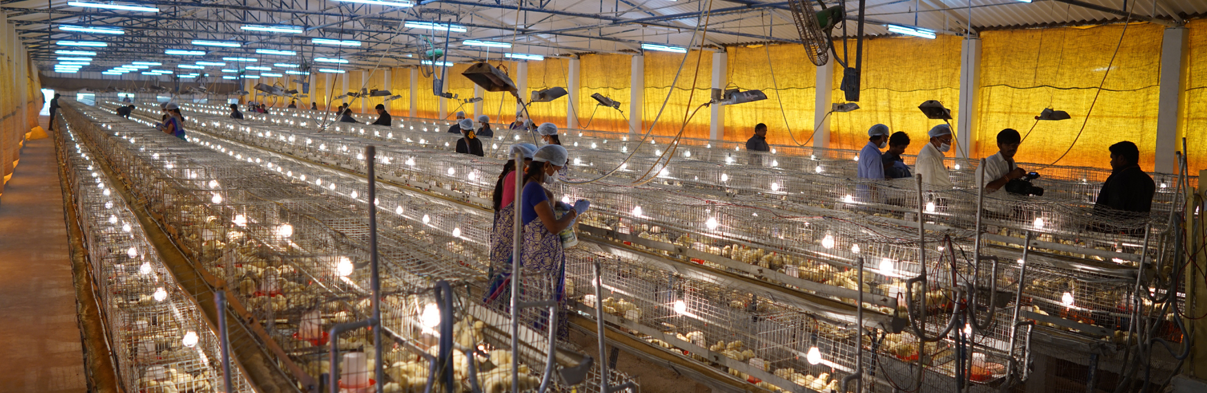 LAXMI POULTRY FARM meat packing